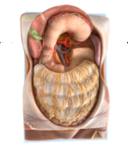 Modelo arteria mesentérica | retroperitoneo | tronco Celiaco - Ultra Realista Alta Simulación