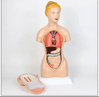 Modelo anatomico de Torso femenino 45cm (desmontable en 16 pzas) -  modelos anatómicos

