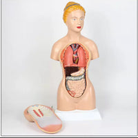 Modelo anatomico de Torso femenino 45cm (desmontable en 16 pzas) -  modelos anatómicos