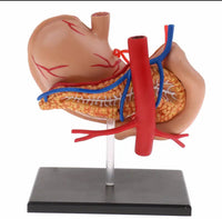 Modelo anatomico  estómago y páncreas humano 4D desmontable
