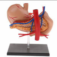 Modelo anatomico  estómago y páncreas humano 4D desmontable