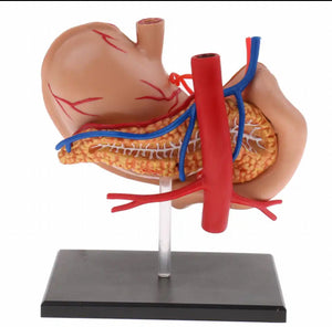 Modelo anatomico  estómago y páncreas humano 4D desmontable