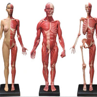 Modelo Anatomico Esqueleto muscular 60cm