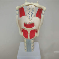 Modelo anatomico de laringe
