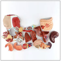 Torso Muscular humano  85 CM
