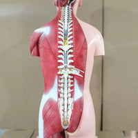 Torso Muscular humano  85 CM