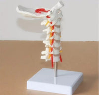 Modelo de columna Cervical con la arteria del cuello - modelos anatómicos
