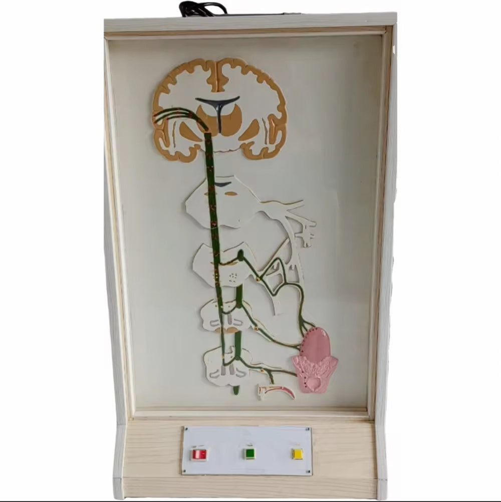 Simulador eléctrico neuronal del sentido del Gusto