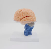 anatomica humana del cerebro 3D separada en 15 partes
