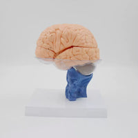 anatomica humana del cerebro 3D separada en 15 partes