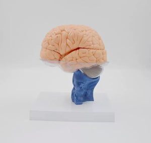 anatomica humana del cerebro 3D separada en 15 partes