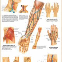 Póster anatomía Humana para consultorios PII