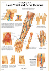 Póster anatomía Humana para consultorios PII