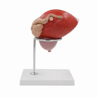 Vejiga urinaria humana próstata desmontable