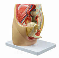 Modelo Pelvis Femenina Sagital 4D desmontable alta definiciion
