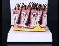 Modelo patológico de Anatomía de la piel de perro
