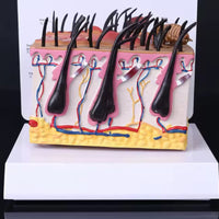 Modelo patológico de Anatomía de la piel de perro