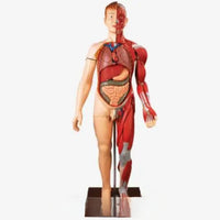 Modelo muscular torso con organos internos tamaño real (180cm)