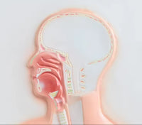 Sistema Respiratorio con Aveolo maximizado
