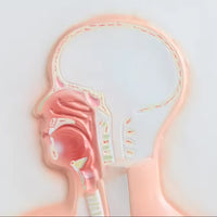 Sistema Respiratorio con Aveolo maximizado