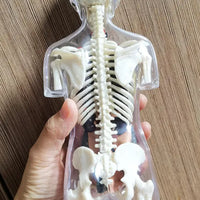 4D Kit modelo transparente anatomia masculino