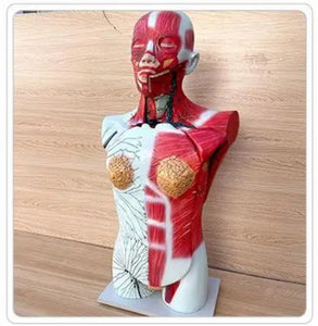 Torso anatomico del sistema linfatico de todo el cuerpo ganglios linfáticos