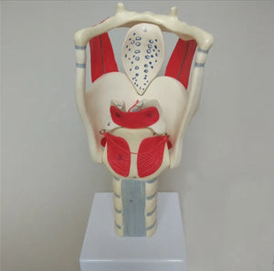 Modelo anatomico de laringe