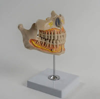 Modelon Dental 3D alta simulacion dientes permanentes
