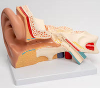 Modelo de oído en su base
