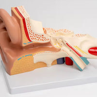 Modelo de oído en su base