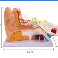 Anatomía oreja oido  humana oído maximizado desmontable