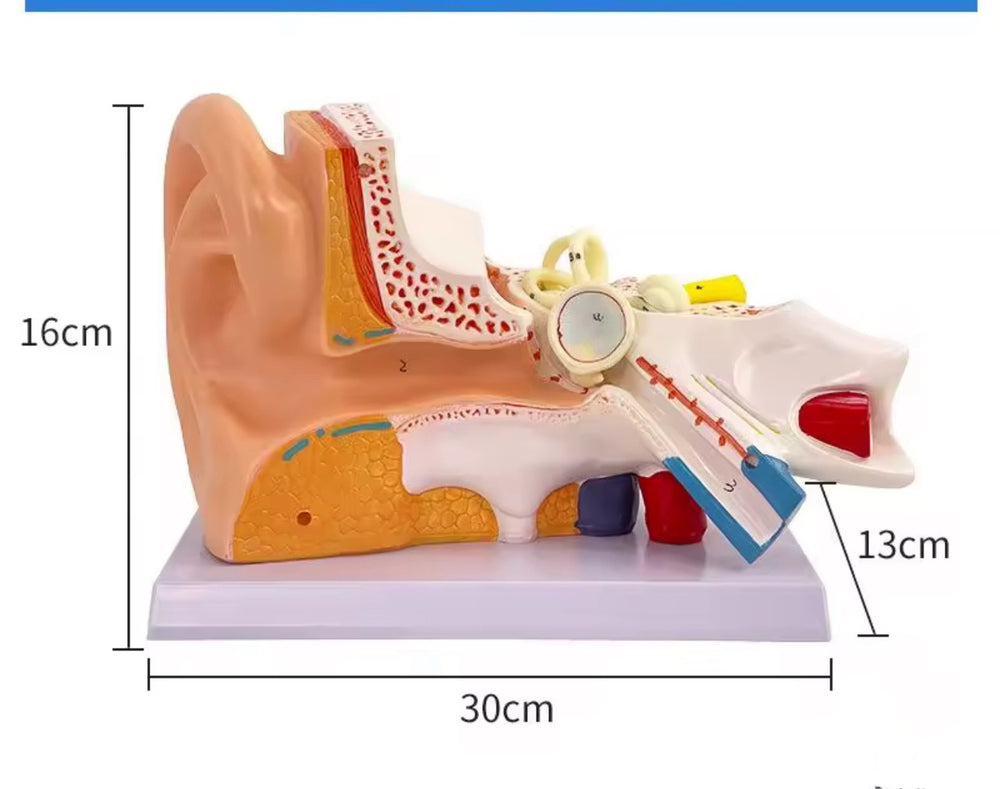 Anatomía oreja oido  humana oído maximizado desmontable