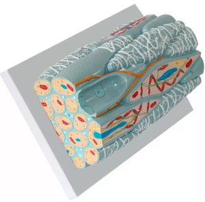 Modelo microscópico de tejido miocárdico