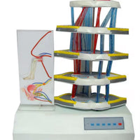 Simulador de lesión medula espinal