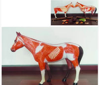 Modelo de caballo para MVZ Desmontable
