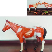 Modelo de caballo para MVZ Desmontable