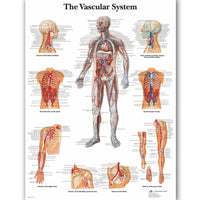 Póster anatomía Humana para consultorios PII