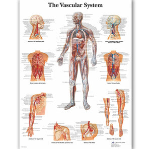 Póster anatomía Humana para consultorios PII