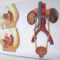 Modelo de sistema urogenital seccion sagital masculino y femenino