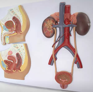 Modelo de sistema urogenital seccion sagital masculino y femenino