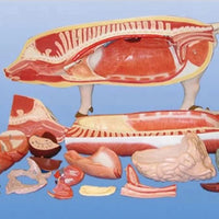 Modelo de Cerdo para MVZ Desmontable puerco