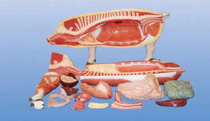 Modelo de Cerdo para MVZ Desmontable puerco