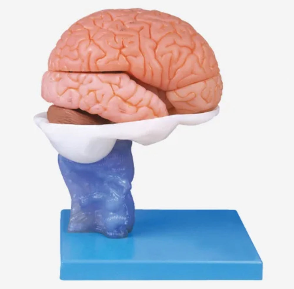 anatomica humana del cerebro 3D separada en 15 partes