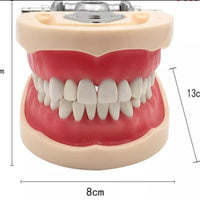 Modelo Dental - Tipodonto acrílico diferentes tipos practicas dentales