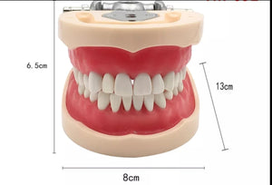 Modelo Dental - Tipodonto acrílico diferentes tipos practicas dentales