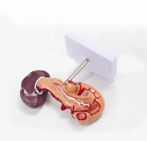 Modelo Anatomico De Bazo Y Pancreas Duodeno