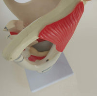 Modelo anatomico de laringe
