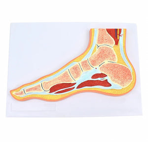 Modelo Anatomico del pie