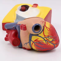 Modelo de corazón humano desmontable - tamaño real