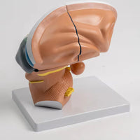 Modelo de Talamo cerebral neurología